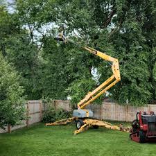 Best Storm Damage Tree Cleanup  in Fate, TX