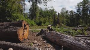 Reliable Fate, TX Tree Care Solutions