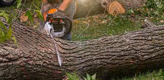Best Utility Line Clearance  in Fate, TX