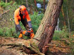 How Our Tree Care Process Works  in  Fate, TX