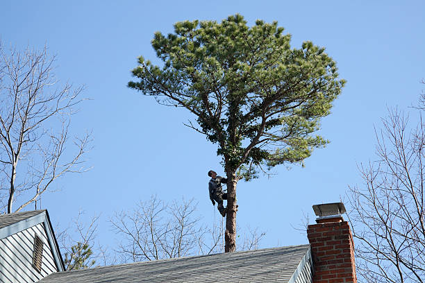 Best Arborist Consultation Services  in Fate, TX