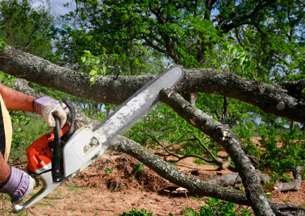 Landscape Design and Installation in Fate, TX